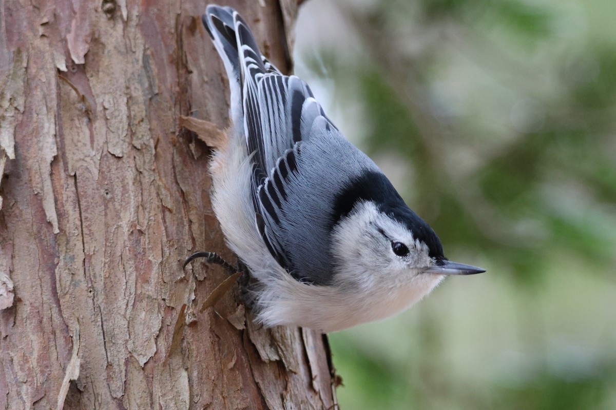 White-breasted Nuthatch - ML622109824