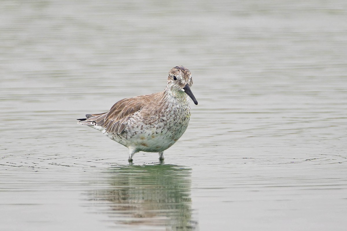 Red Knot - ML622109825