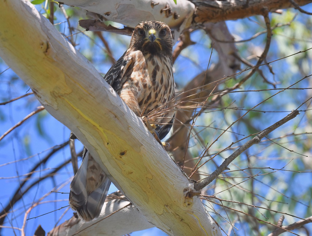 Red-shouldered Hawk - ML622109827