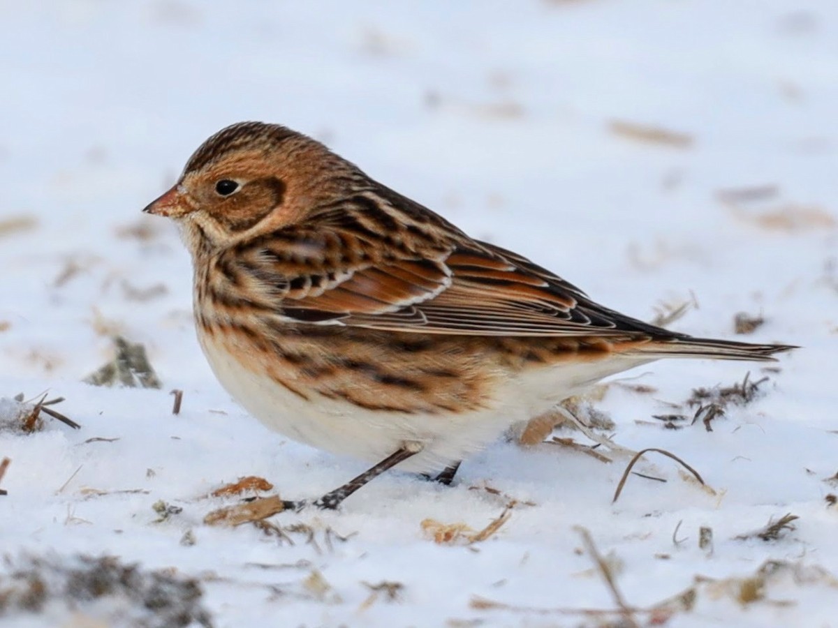 Lapland Longspur - ML622109828