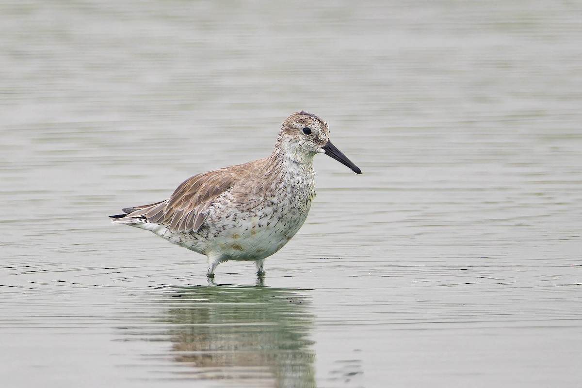 Red Knot - ML622109830