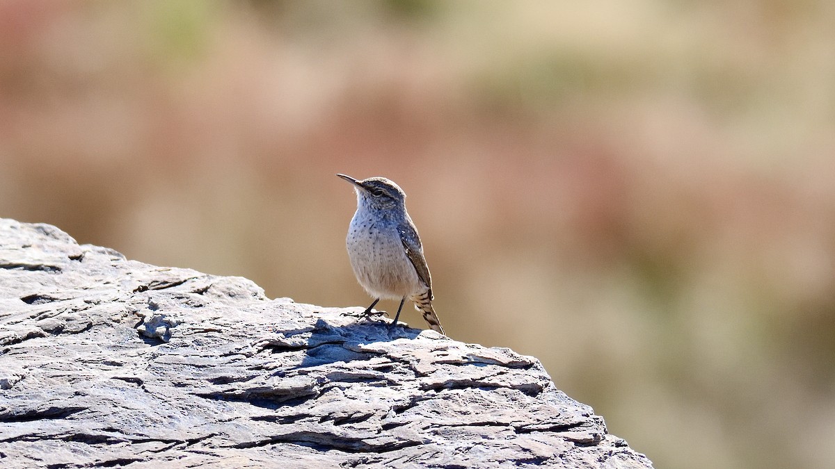 Rock Wren - ML622109831