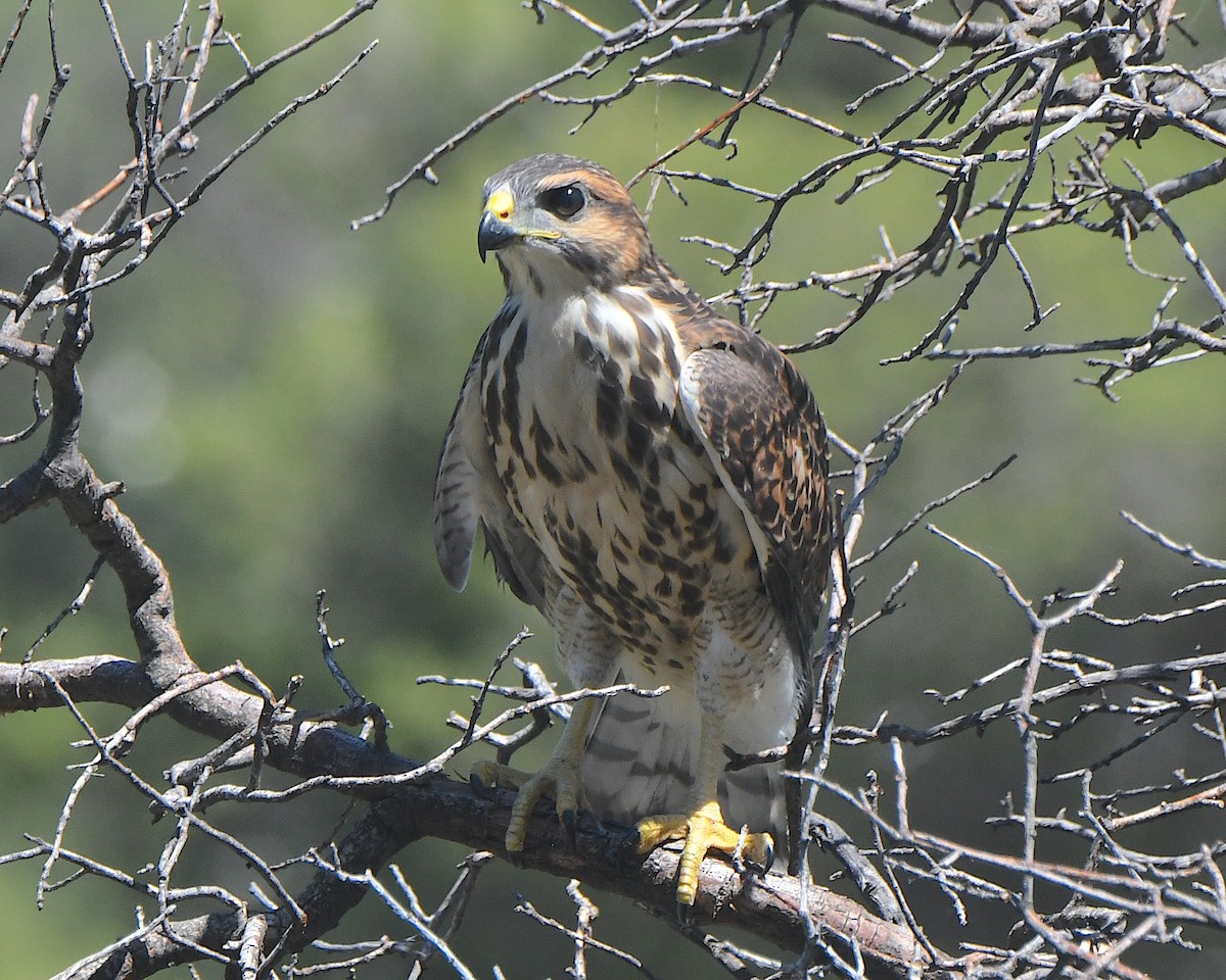 Red-tailed Hawk - ML622109832