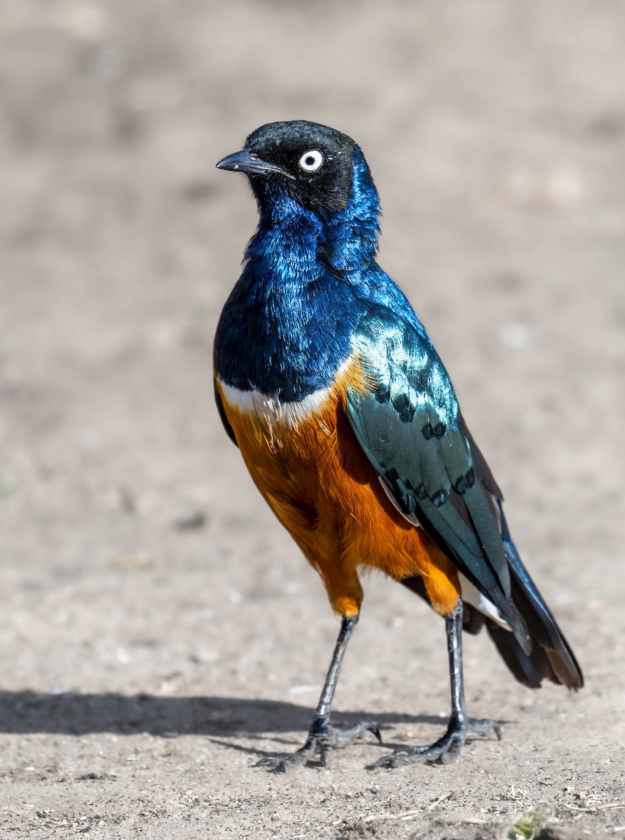 Superb Starling - ML622109833