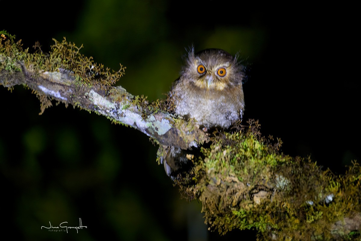 Long-whiskered Owlet - ML622109836