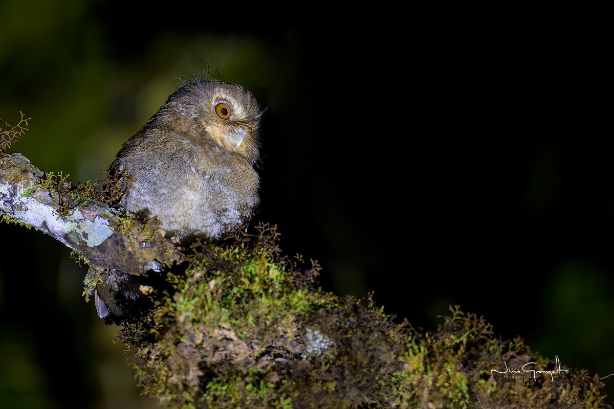 Long-whiskered Owlet - Aldo Grangetto