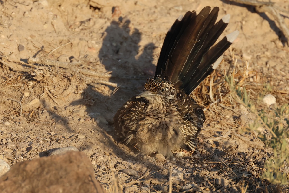 Greater Roadrunner - ML622109838