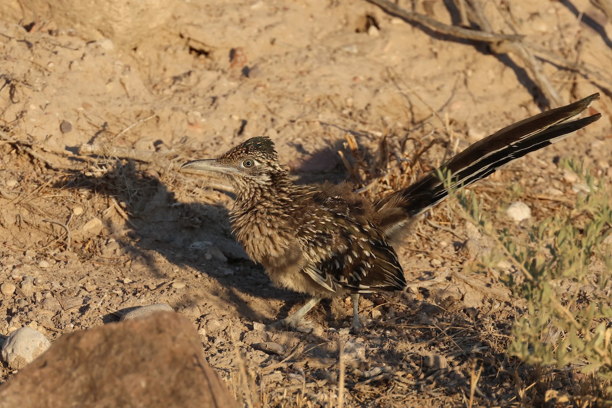 Greater Roadrunner - ML622109839