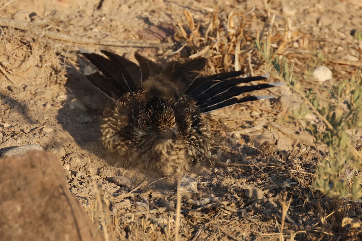 Greater Roadrunner - Tom Forwood JR