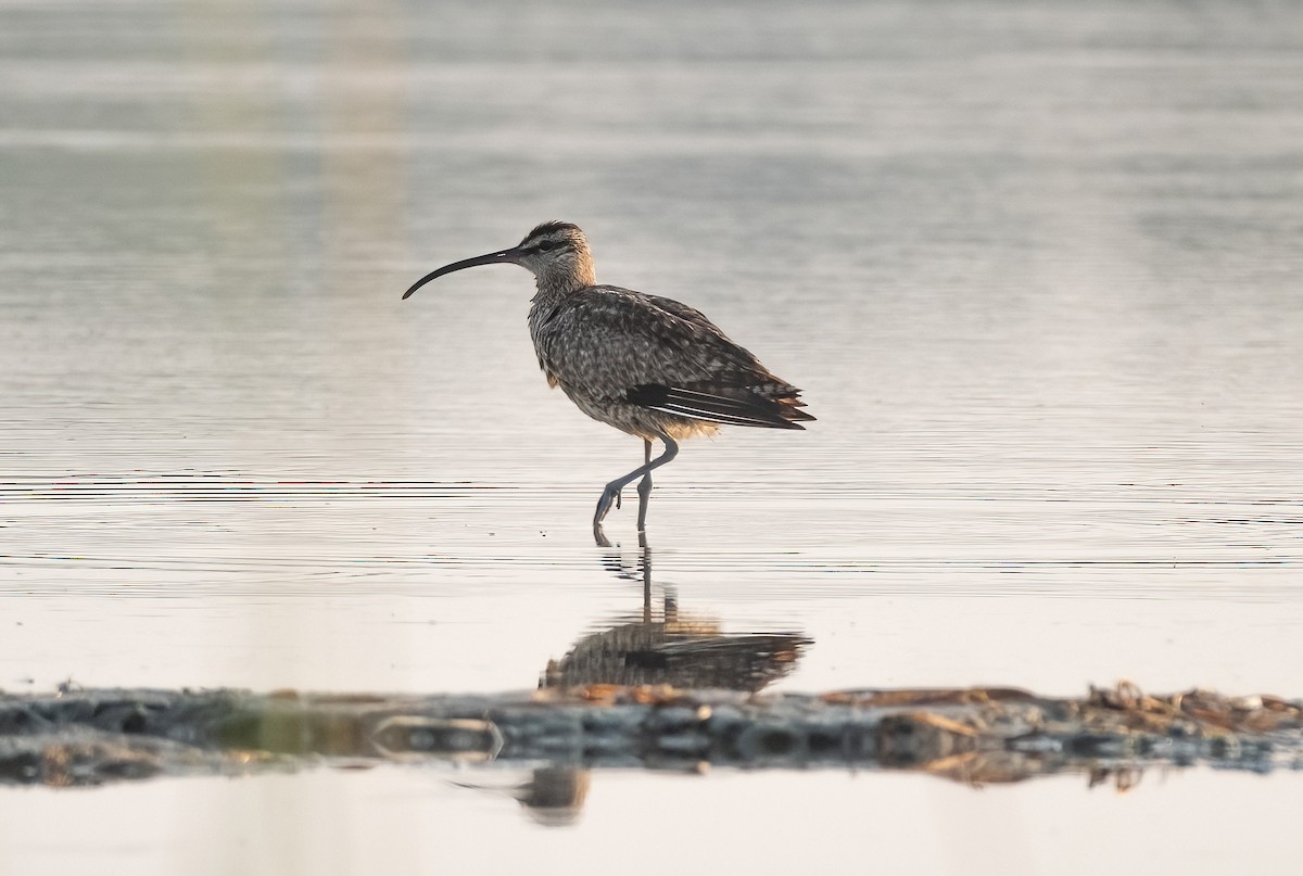 Whimbrel - ML622109841