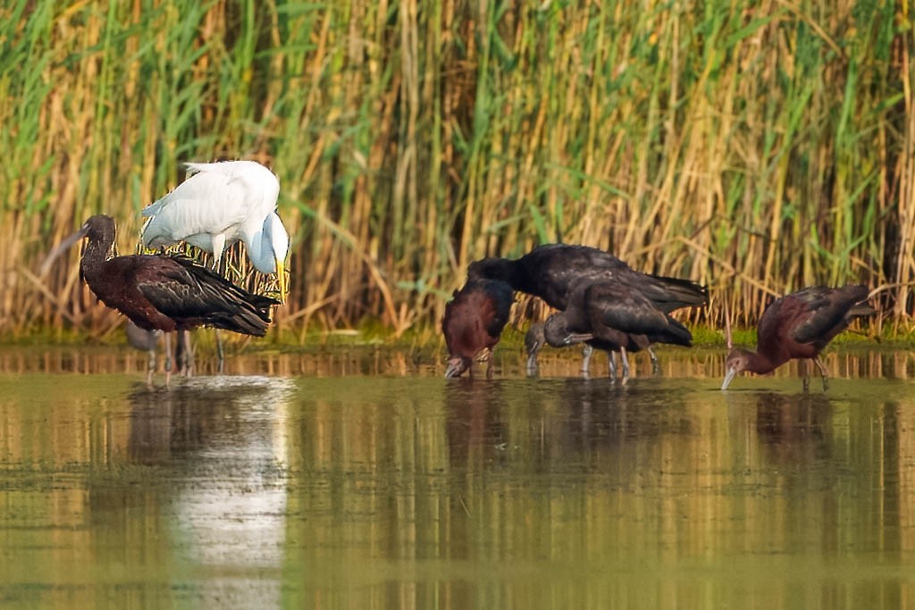 White-faced Ibis - ML622109873