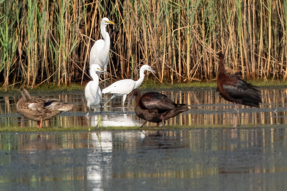 White-faced Ibis - ML622109875