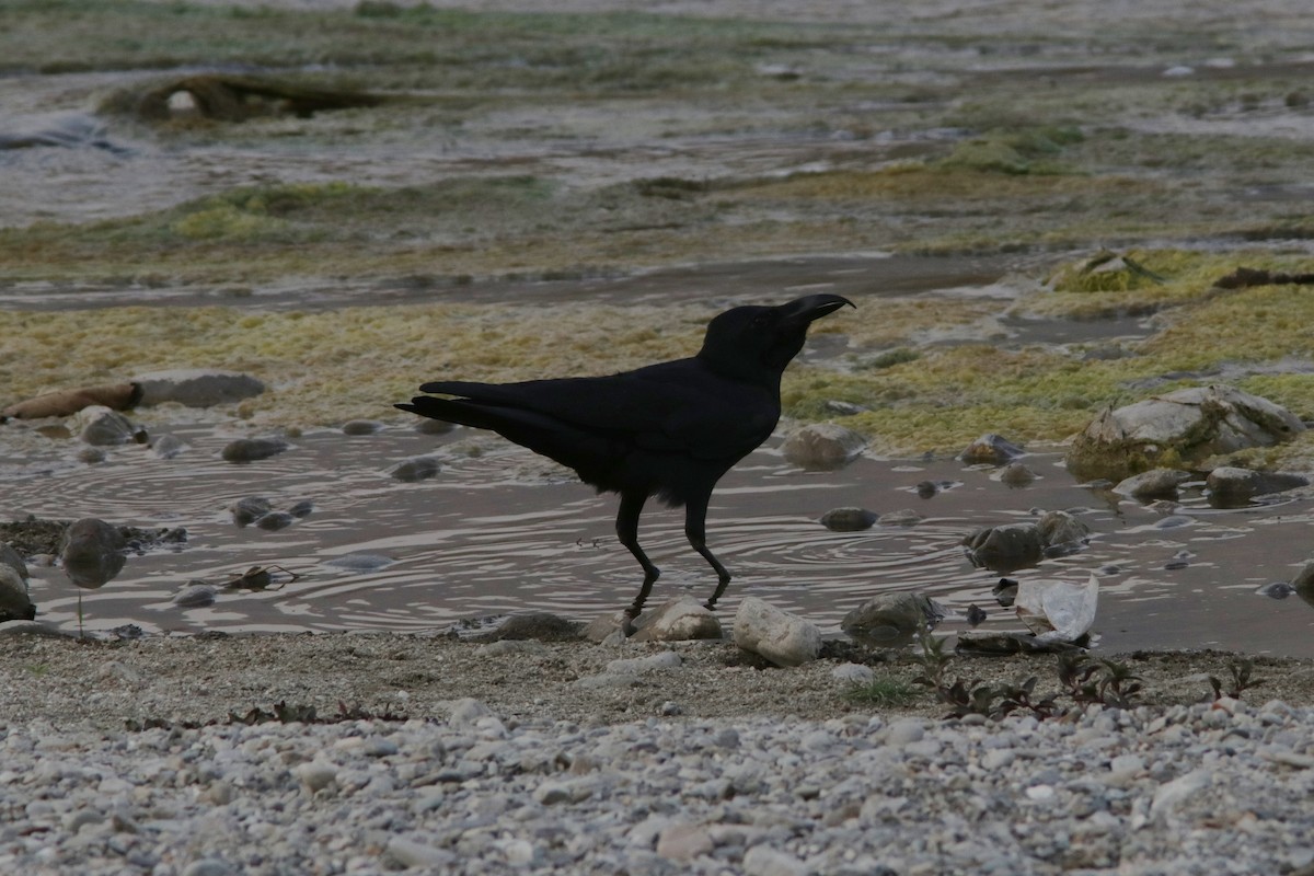Large-billed Crow (Indian Jungle) - ML622109877