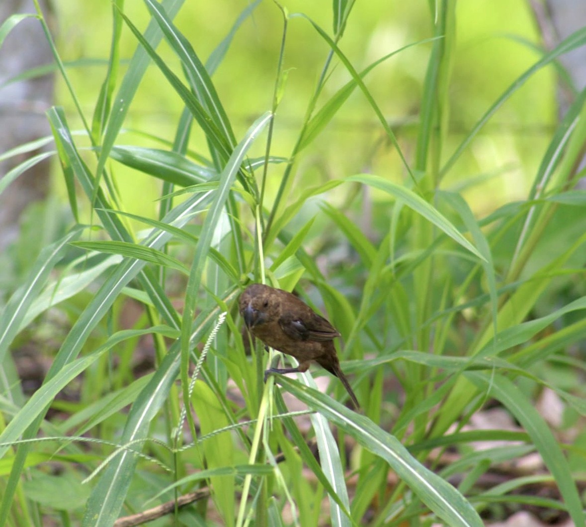 Nicaraguan Seed-Finch - ML622109880