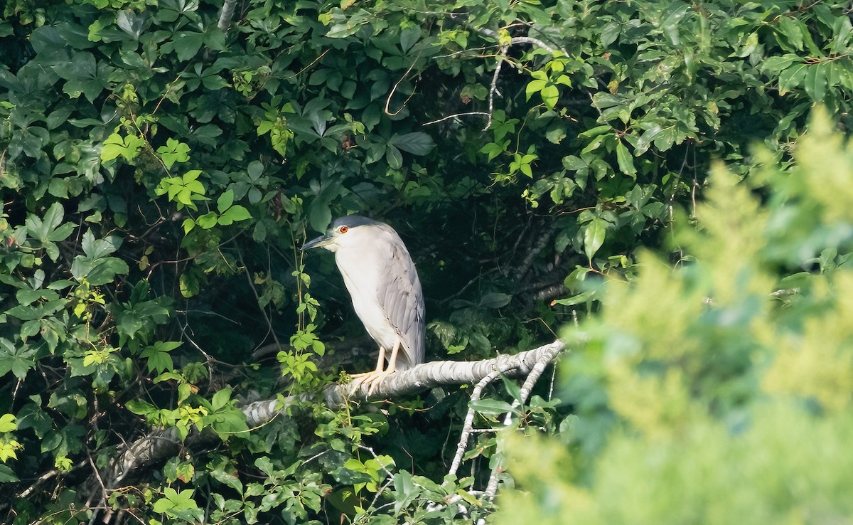 Black-crowned Night Heron - ML622109881