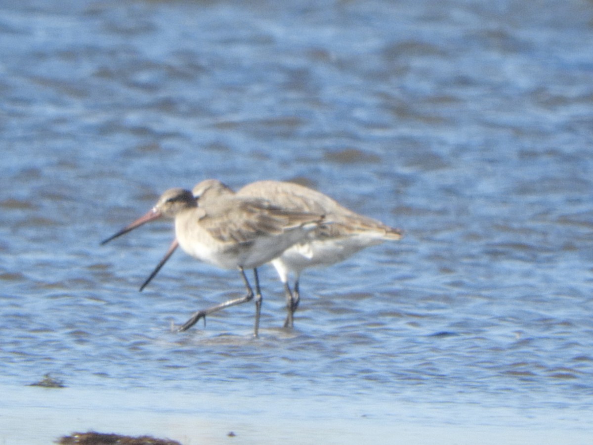 Black-tailed Godwit - ML622109883