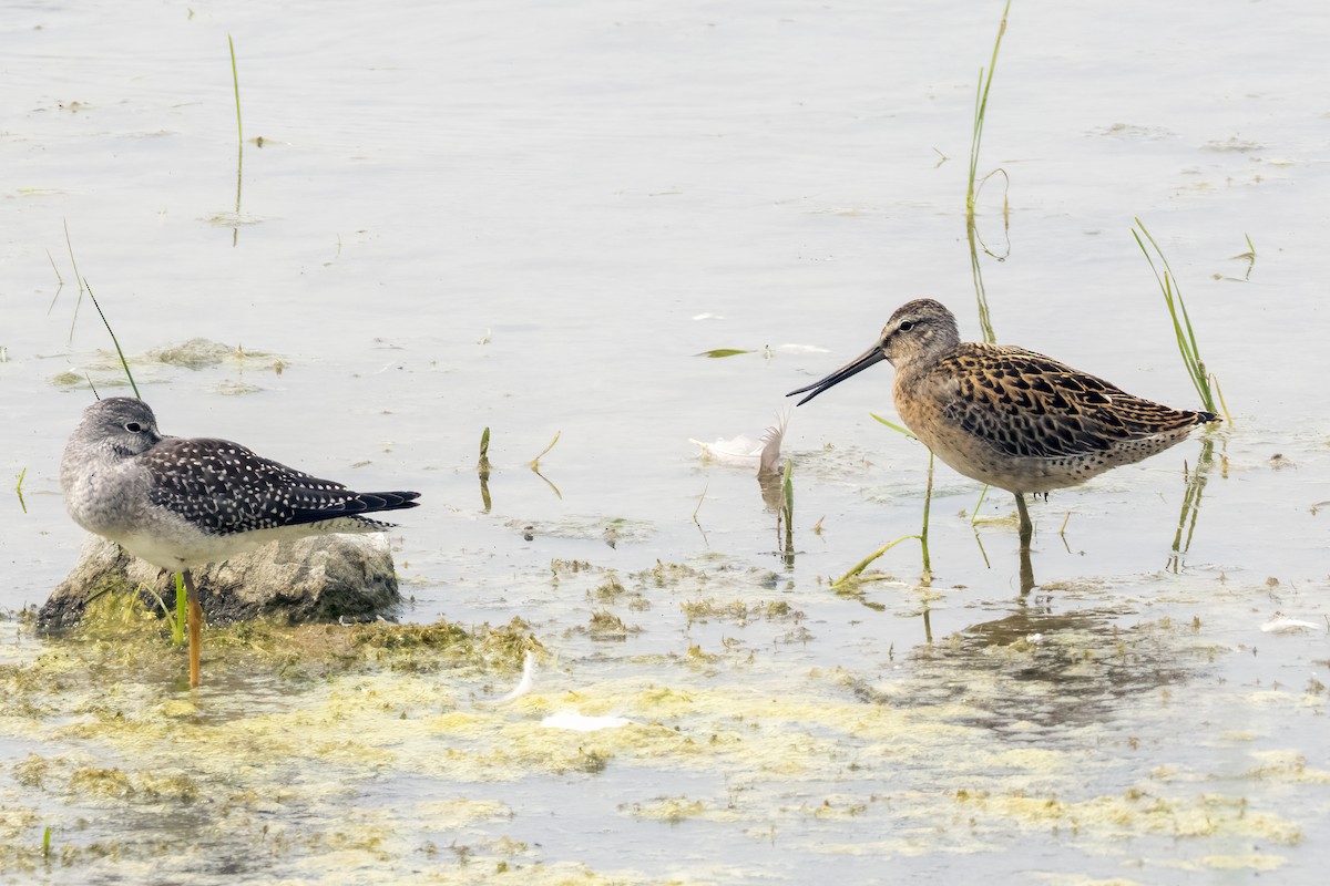 Short-billed Dowitcher - ML622109885