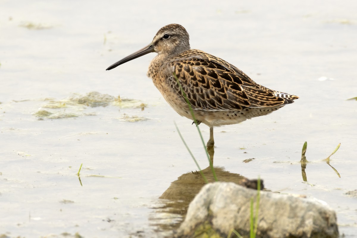 Short-billed Dowitcher - Al Caughey