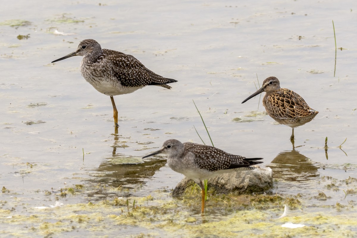 Short-billed Dowitcher - ML622109887