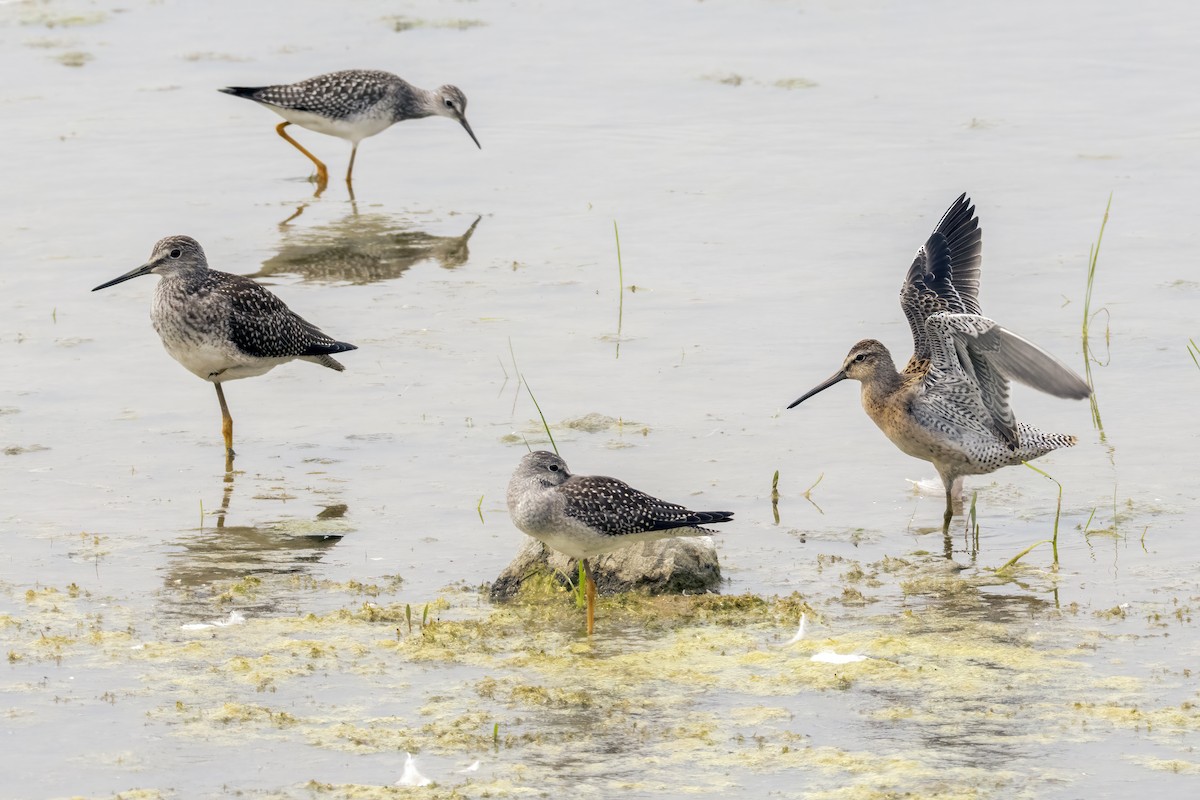 Short-billed Dowitcher - ML622109888