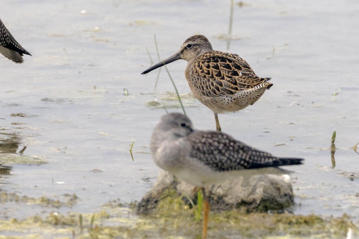 Short-billed Dowitcher - ML622109889