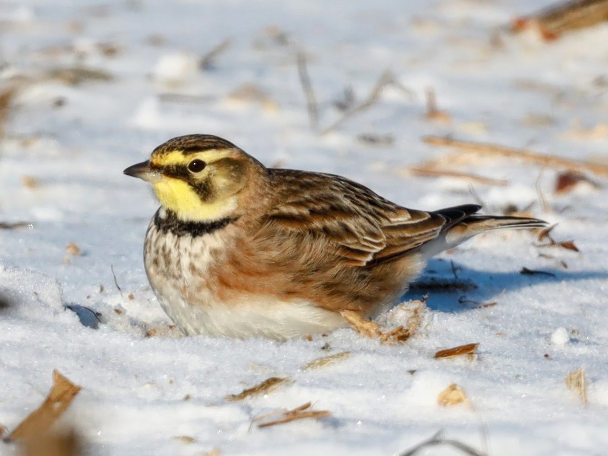 Horned Lark - ML622109890