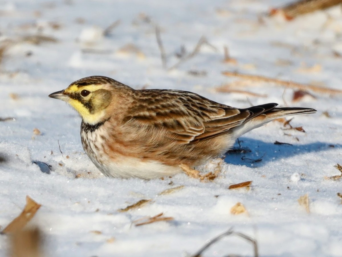 Horned Lark - ML622109891