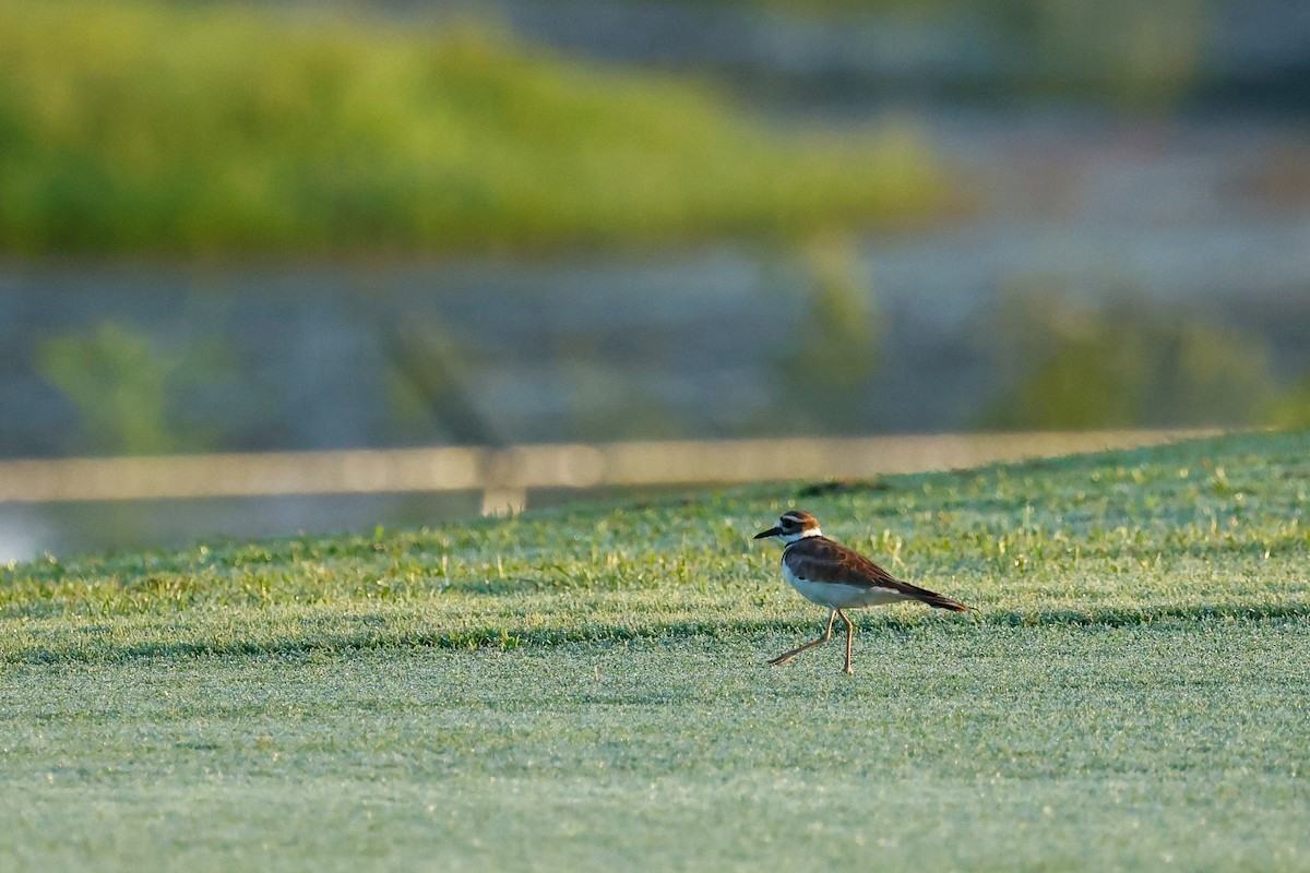 Killdeer - ML622109893