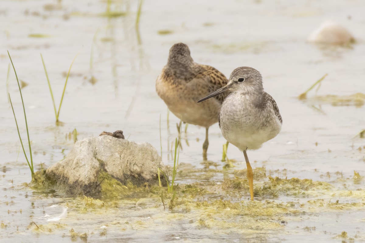 Lesser Yellowlegs - ML622109894