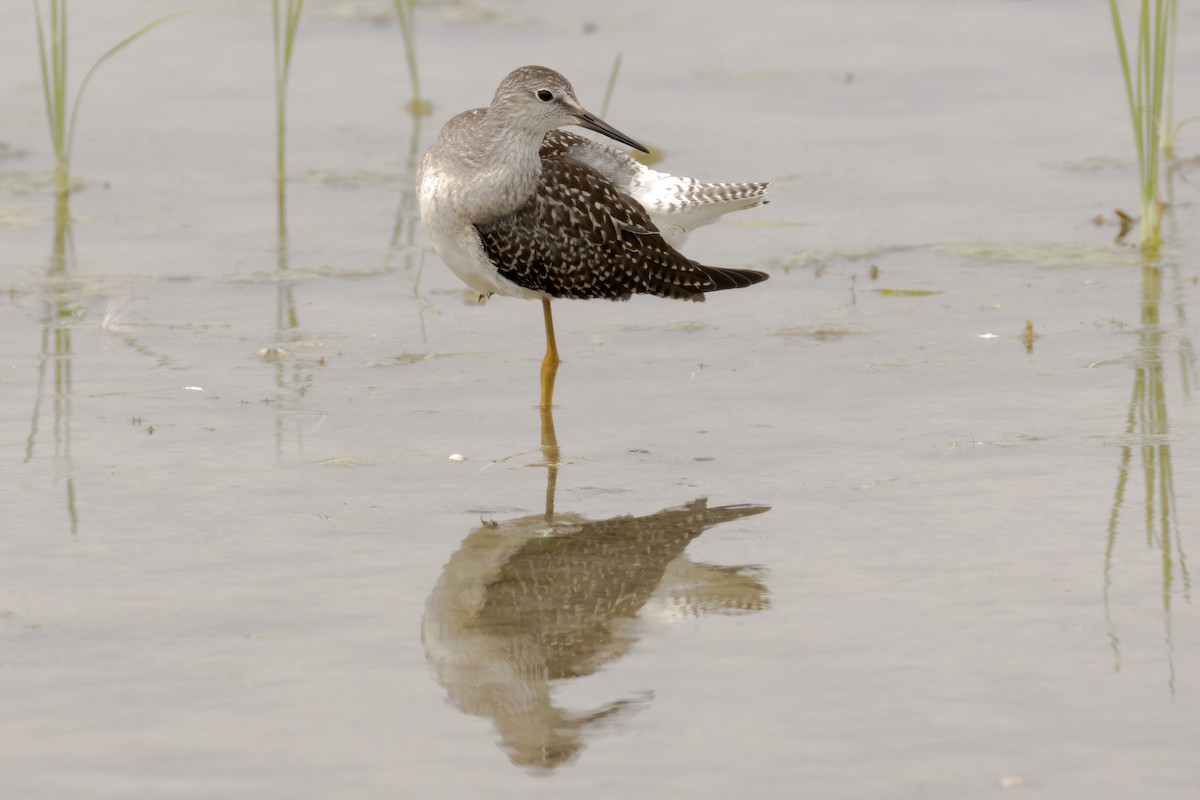 Lesser Yellowlegs - Al Caughey