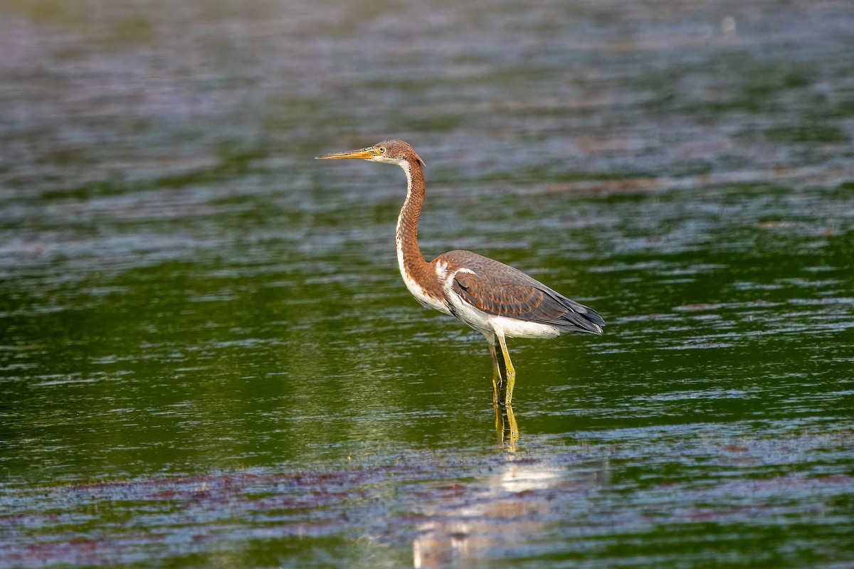 Tricolored Heron - ML622109898