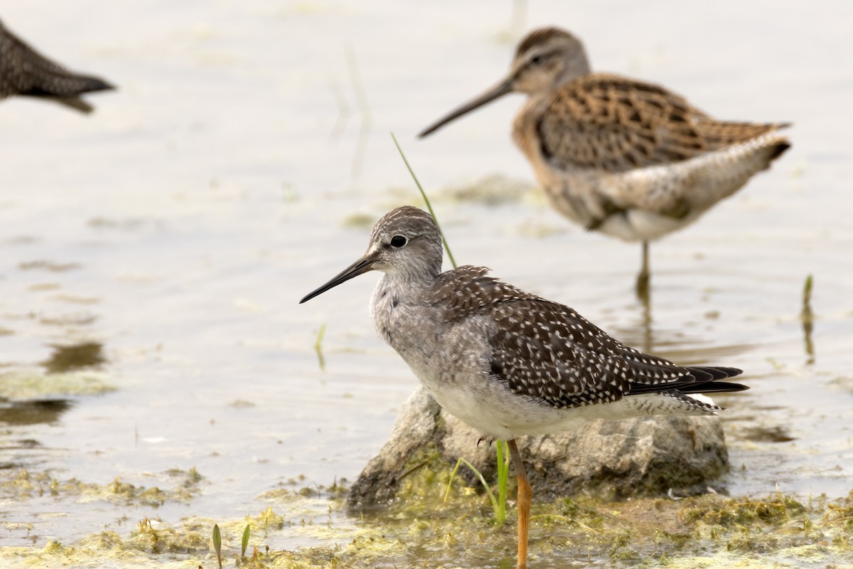 Lesser Yellowlegs - Al Caughey