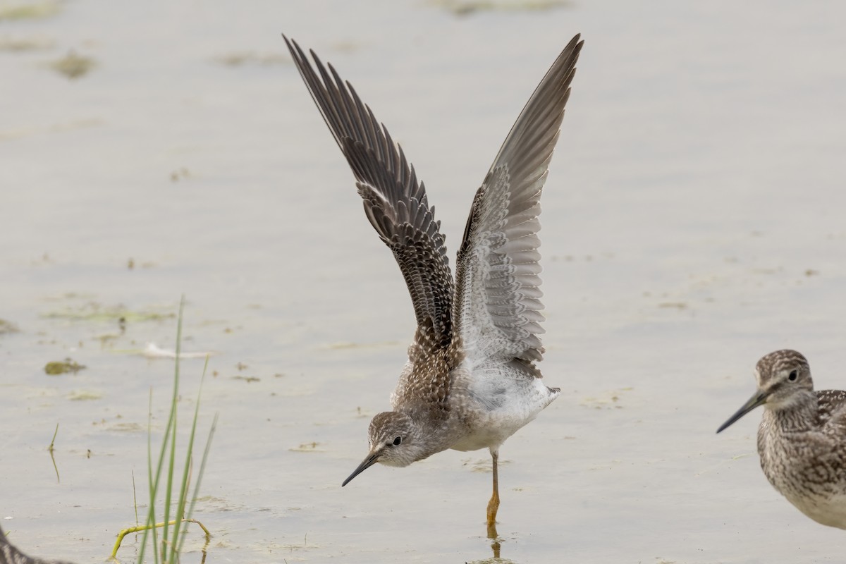 Lesser Yellowlegs - ML622109900