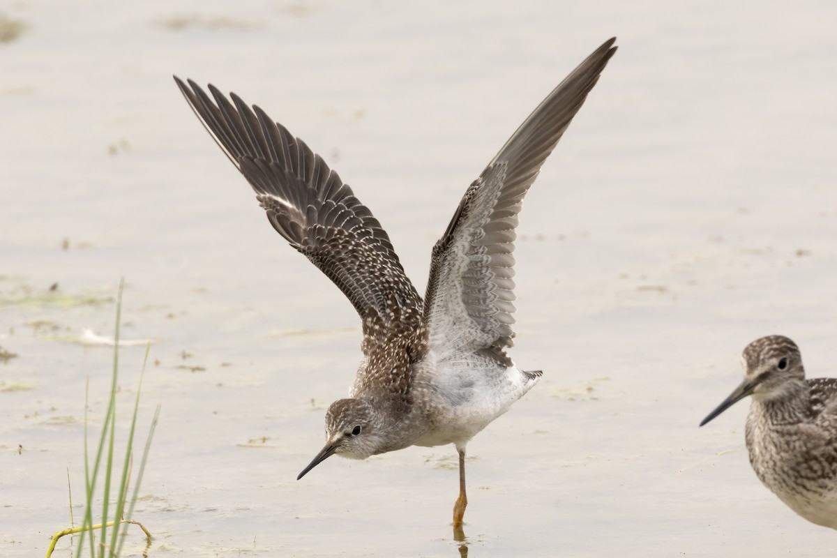 Lesser Yellowlegs - ML622109901