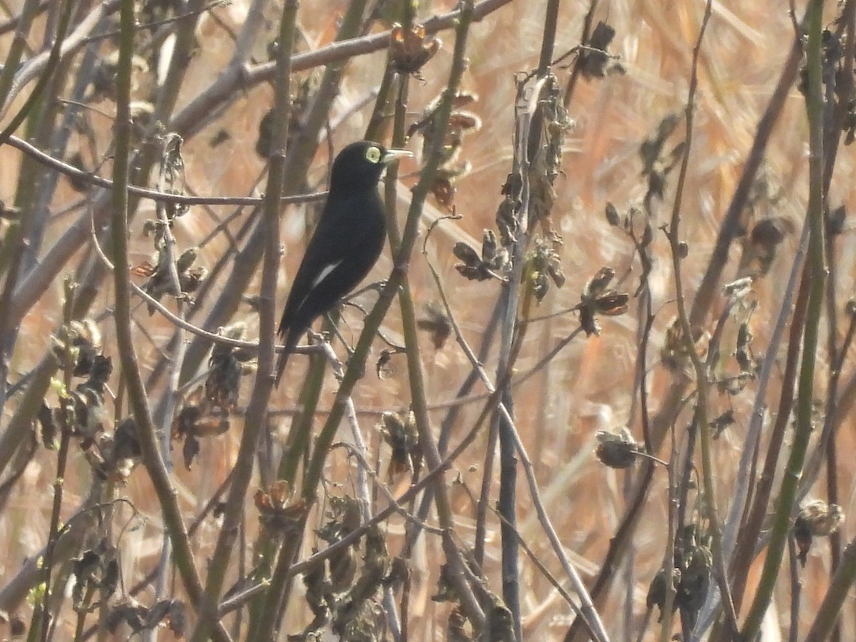 Spectacled Tyrant - ML622109902