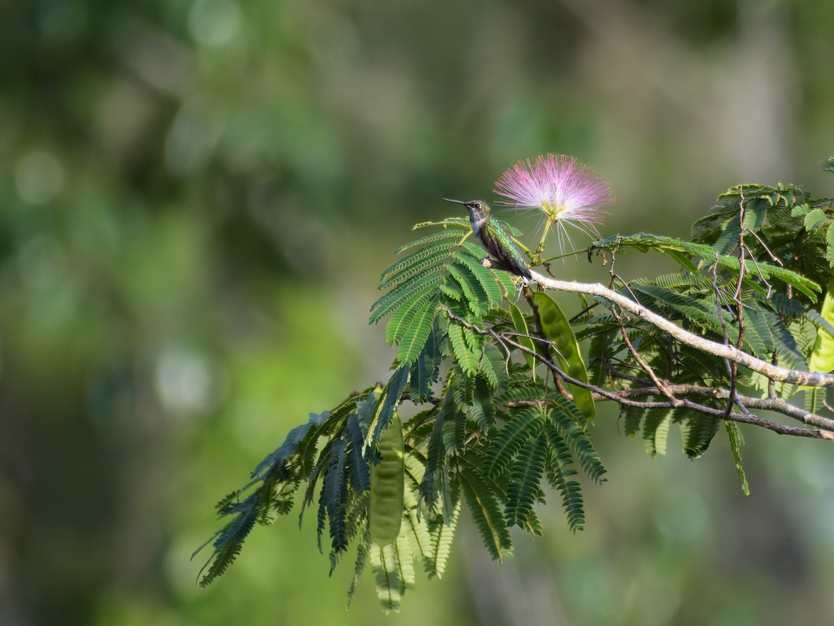 Ruby-throated Hummingbird - ML622109905