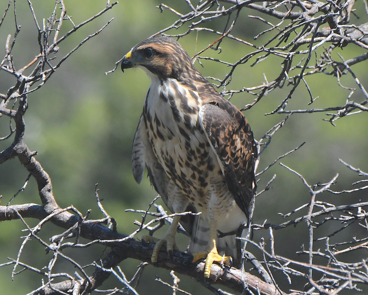 Buteo sp. - ML622109906