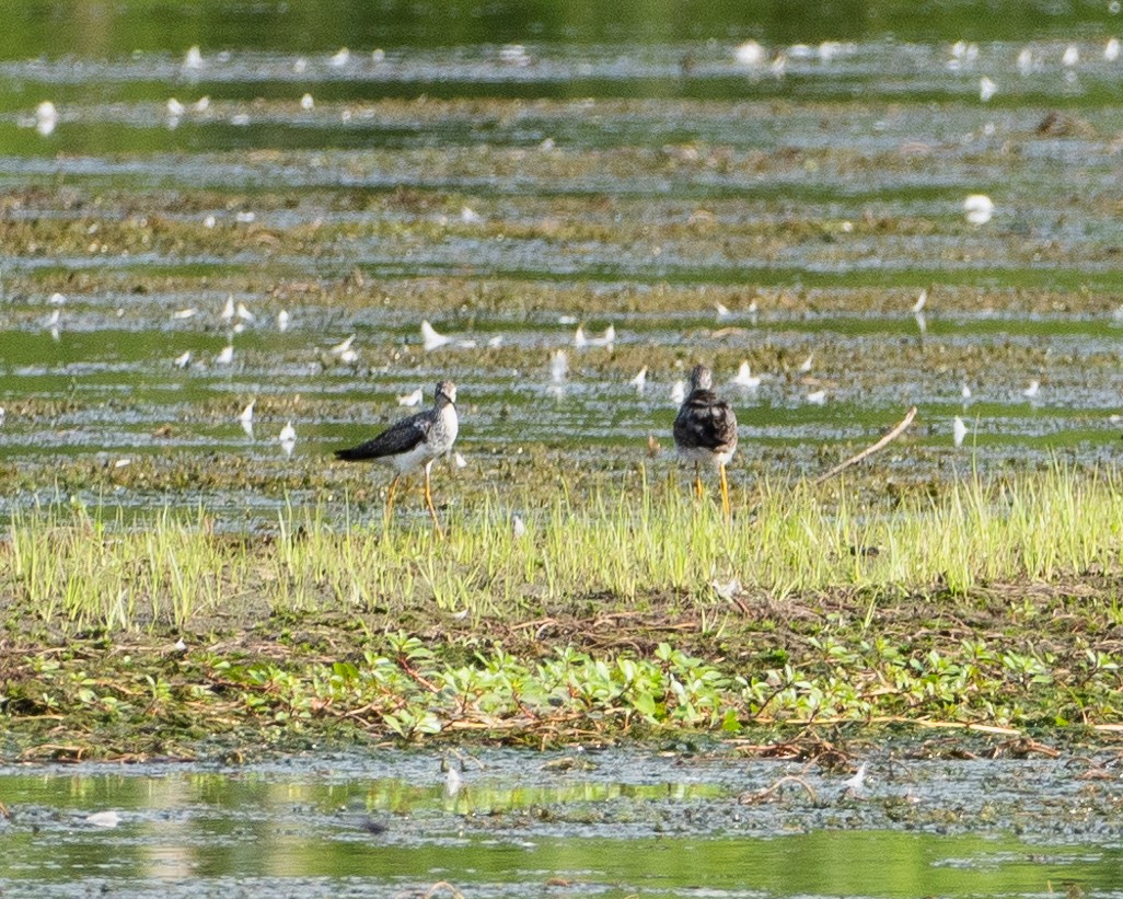 Lesser Yellowlegs - ML622109907