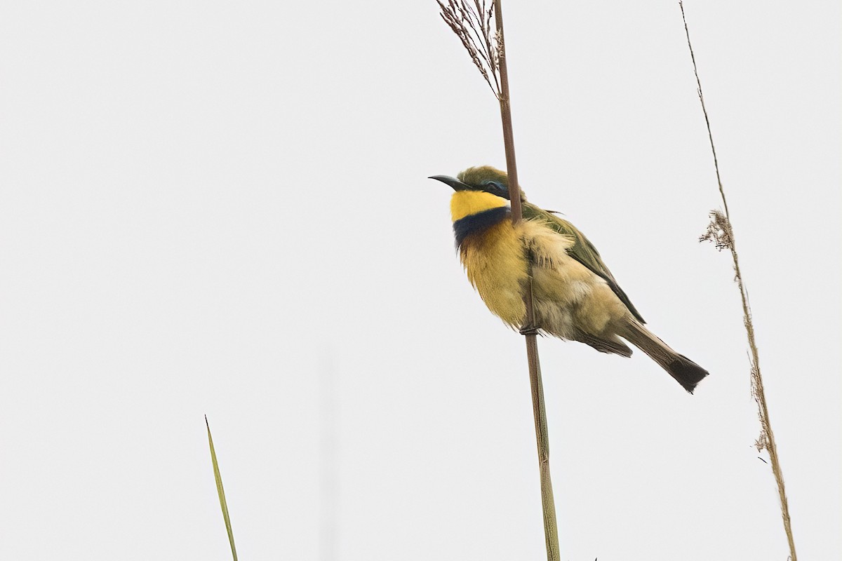 Blue-breasted Bee-eater - ML622109908