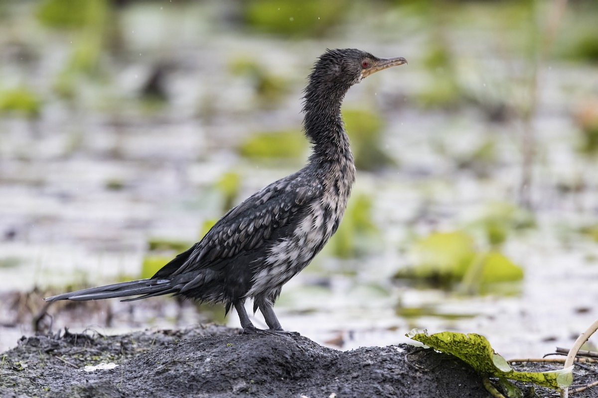 Long-tailed Cormorant - Robert Lockett