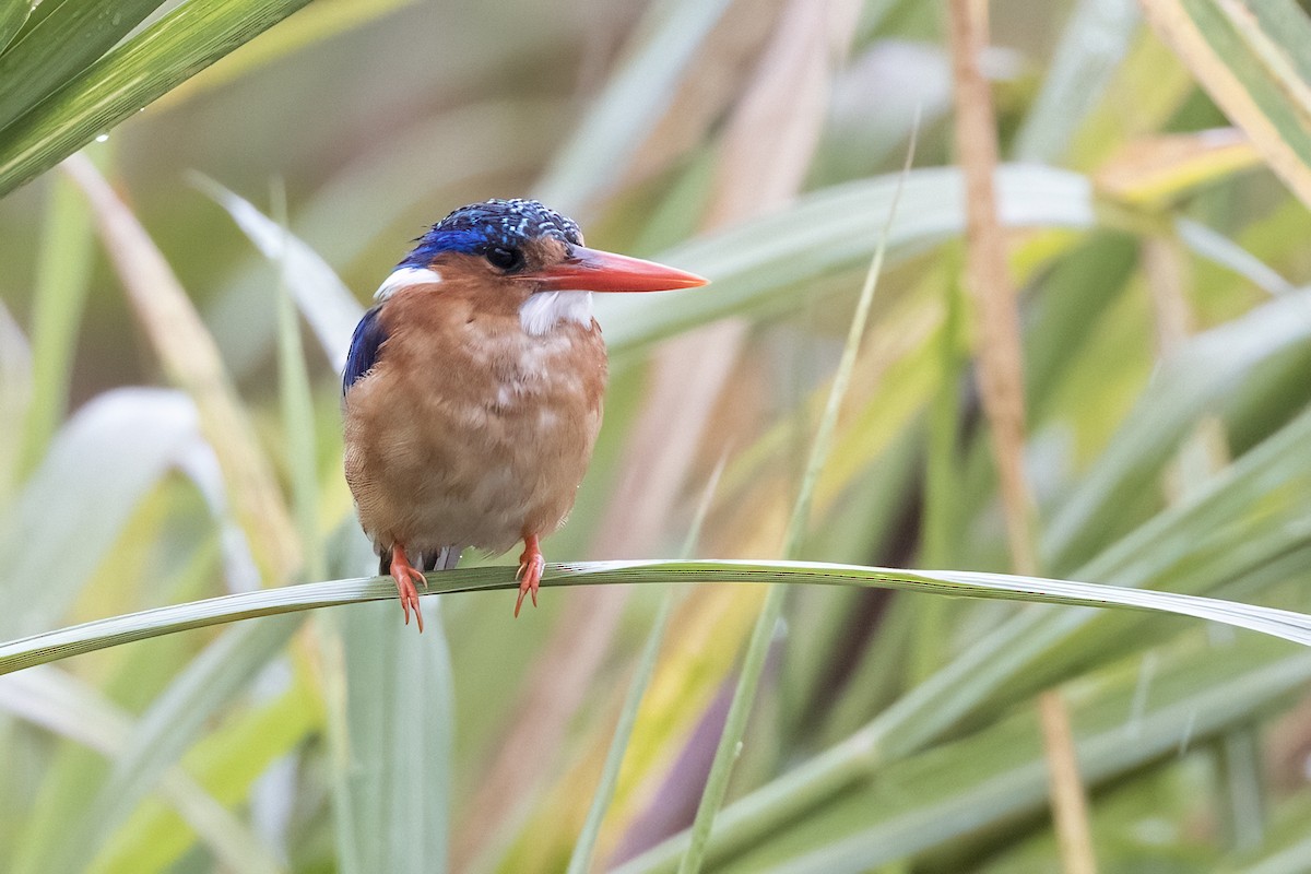 Malachite Kingfisher - ML622109960