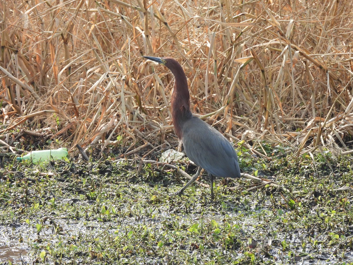 Rufescent Tiger-Heron - ML622109961