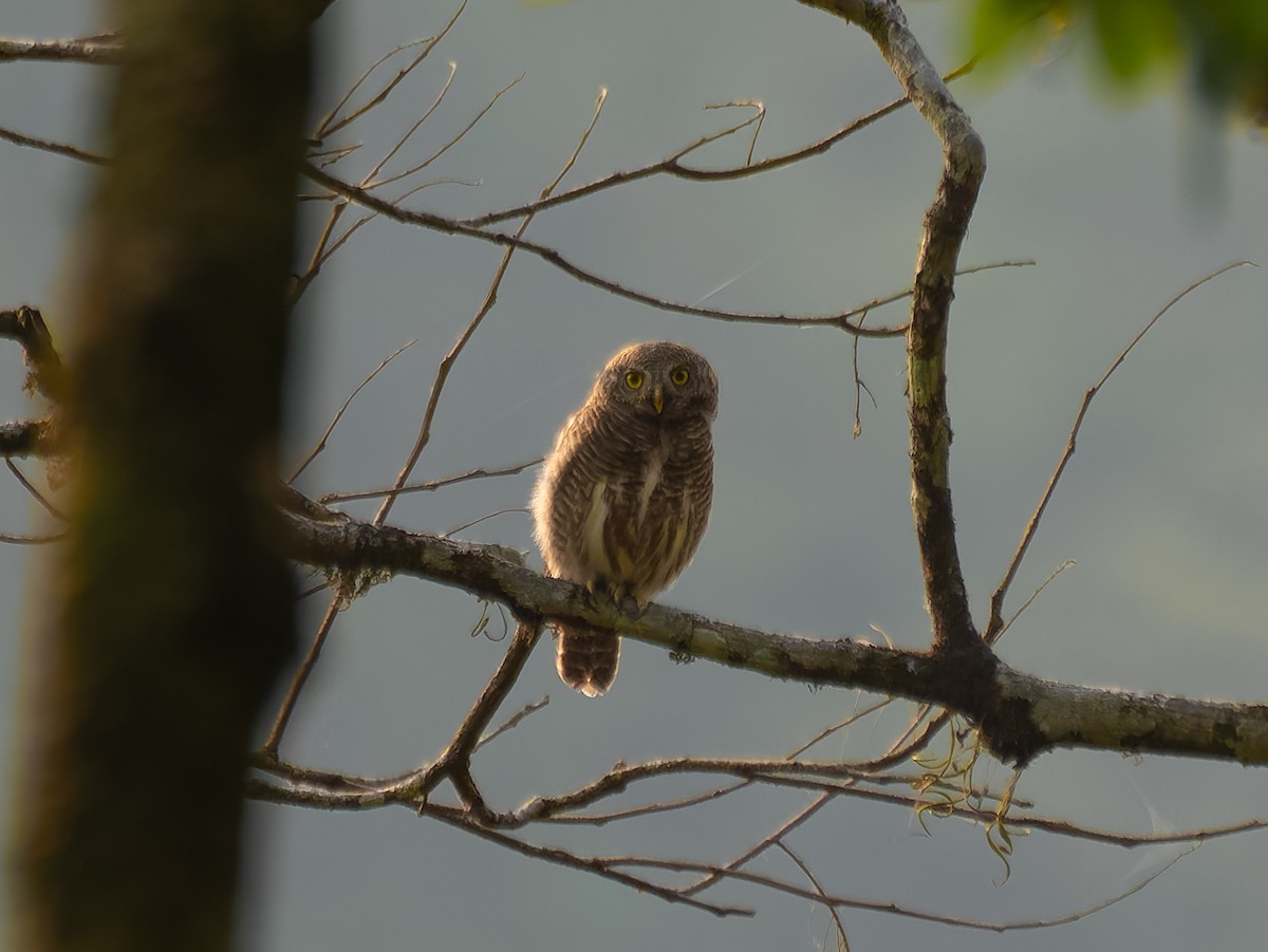 Asian Barred Owlet - ML622109962