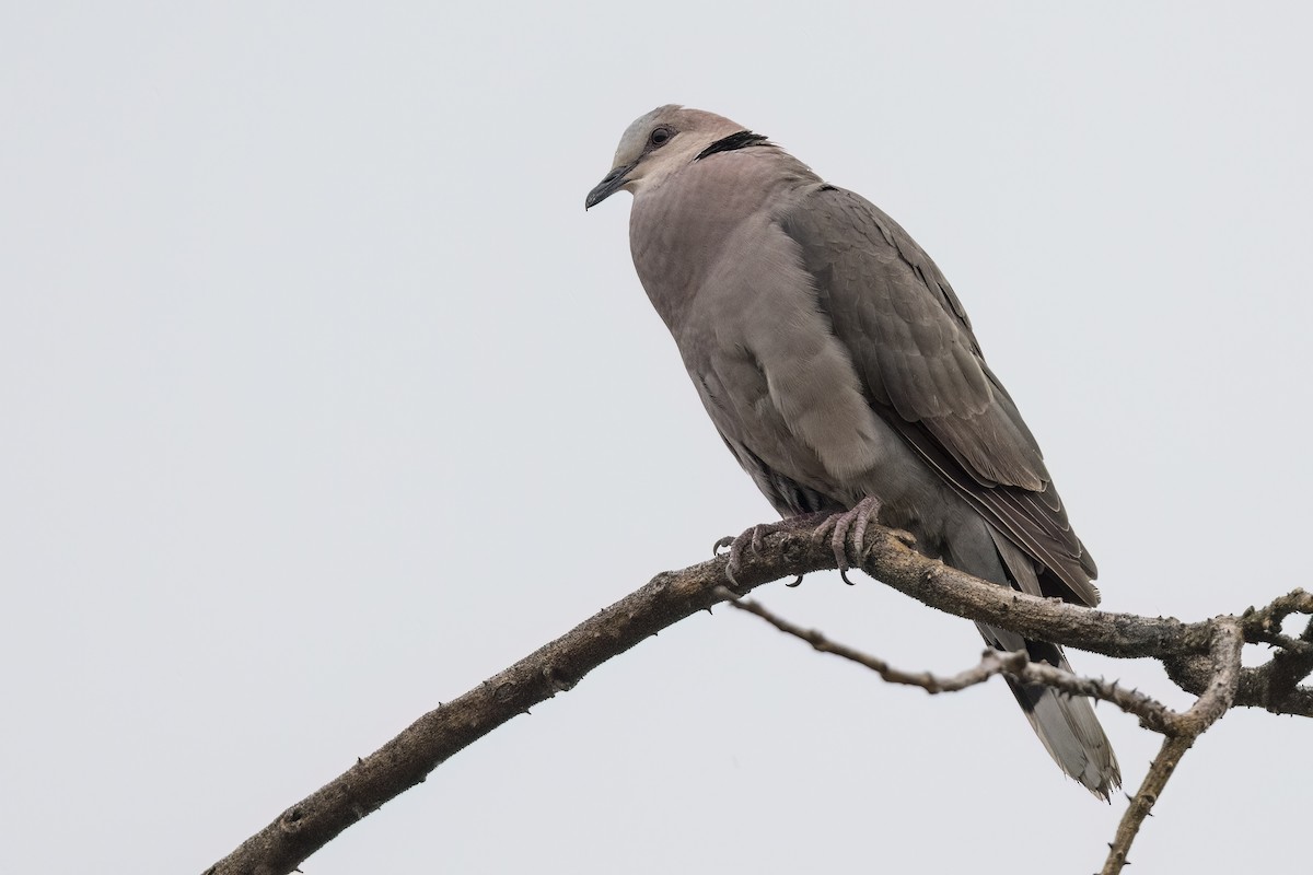 Red-eyed Dove - ML622109963