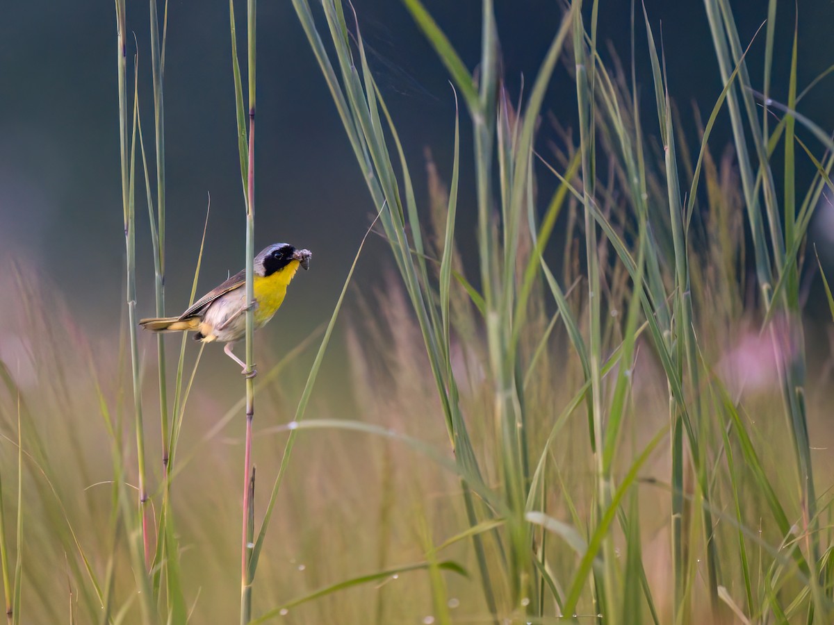 Common Yellowthroat - ML622109964