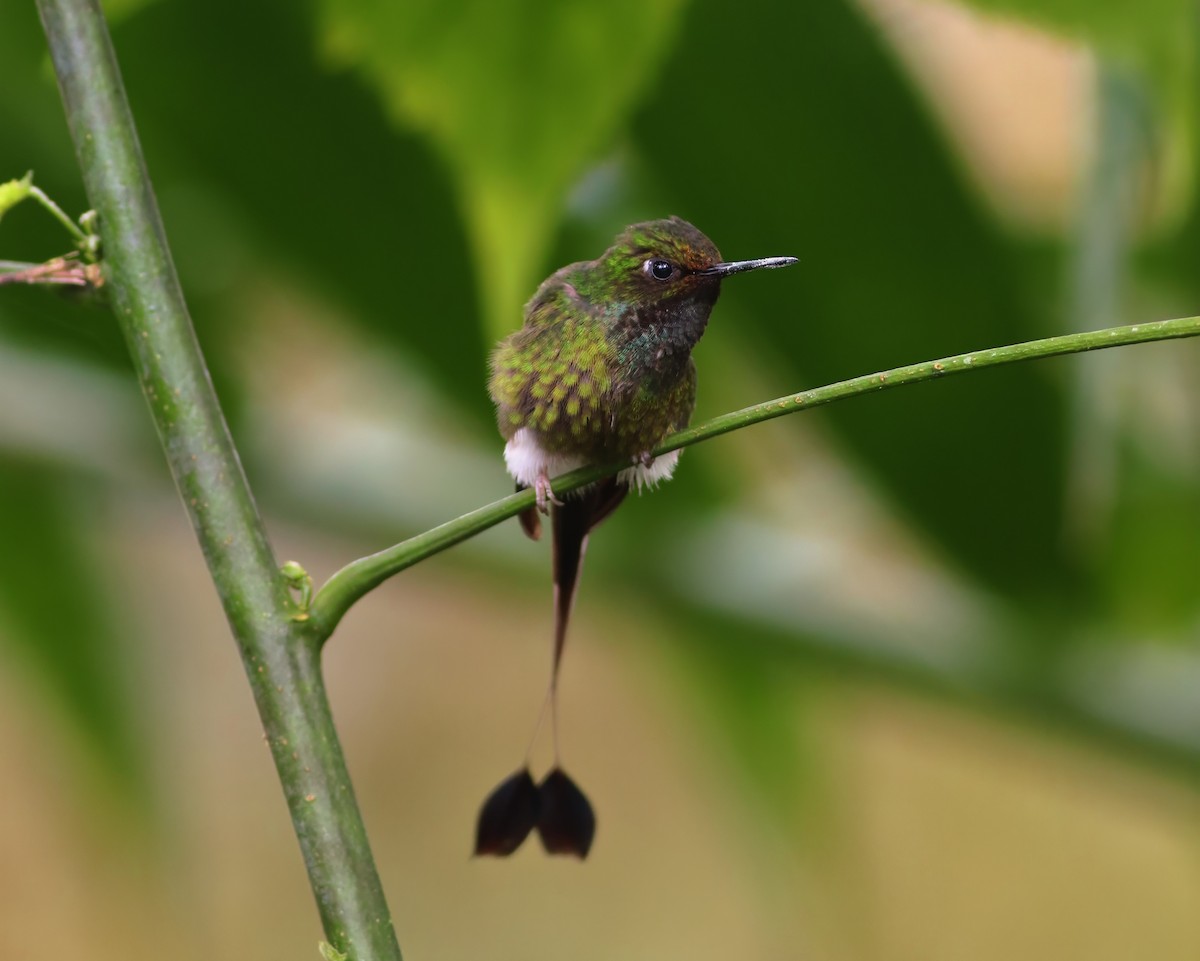 White-booted Racket-tail - ML622109965