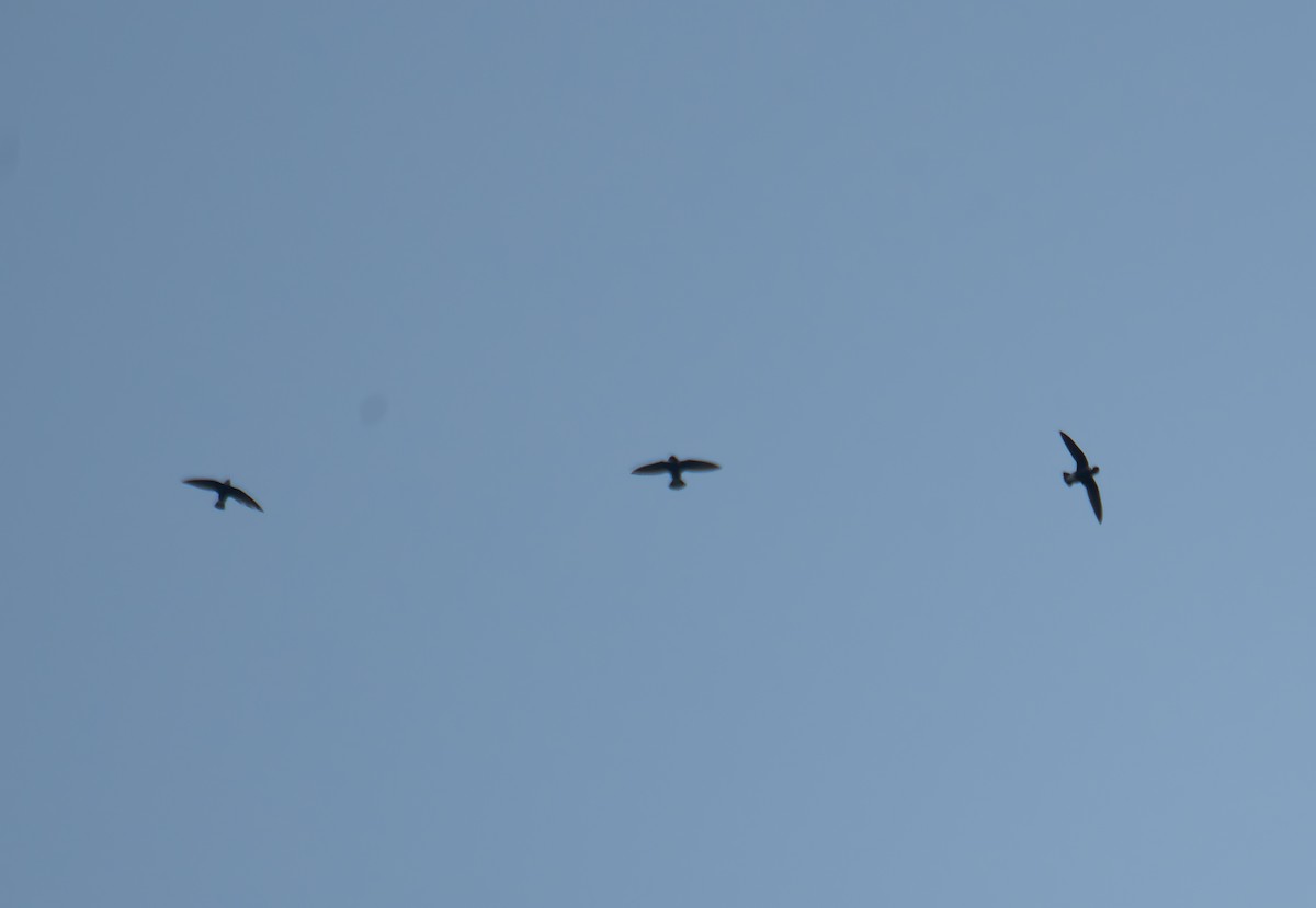 White-throated Needletail - ML622109966