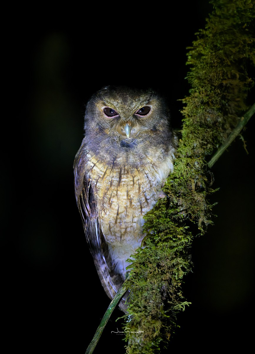 Cinnamon Screech-Owl - ML622109967