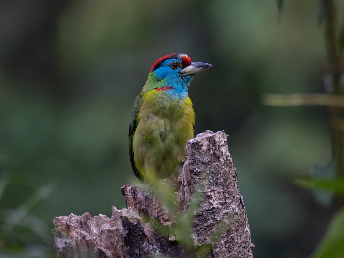 Blue-throated Barbet - ML622109968