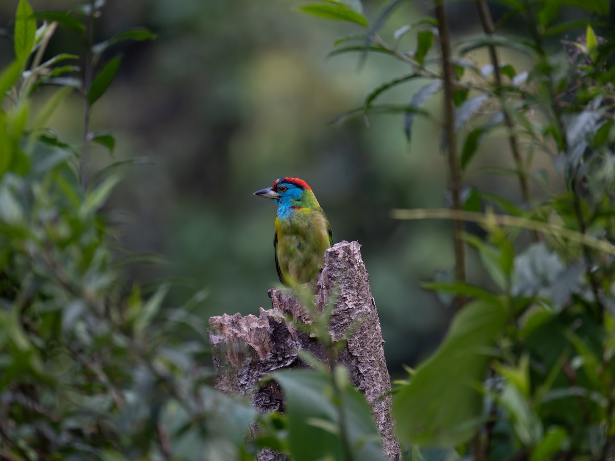 Blue-throated Barbet - Lynne Hertzog